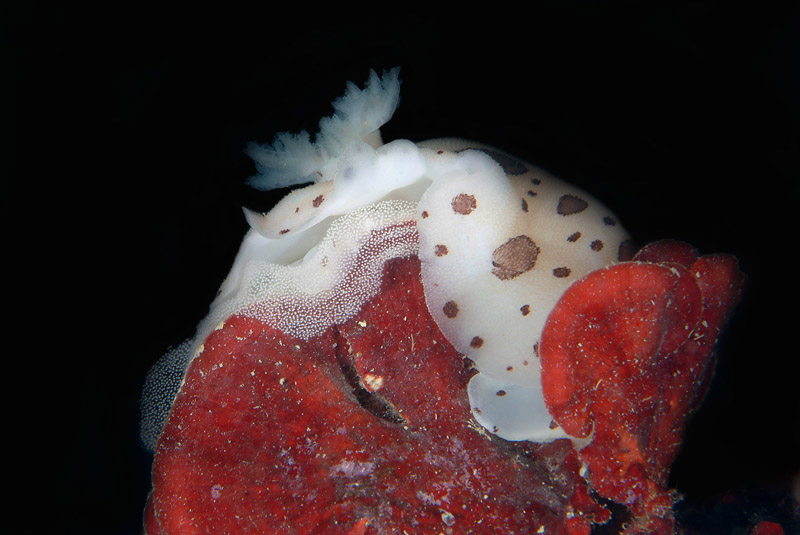 Riproduzione Discodoris atromaculata